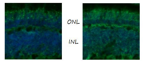 Anti-Zebrafish Ush2c/adgrv1 C terminus Antibody Boster Bio