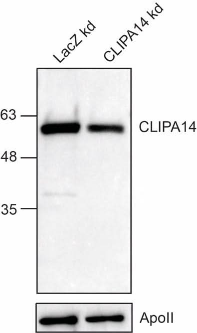 Anti-African malaria mosquito CLIPA14 Antibody Boster Bio