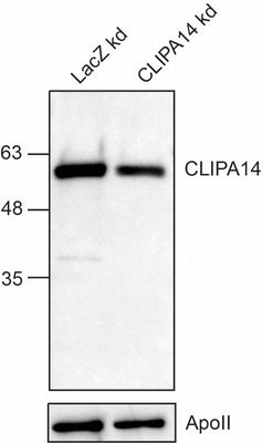 Anti-African malaria mosquito CLIPA14 Antibody Boster Bio