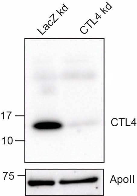 Anti-African malaria mosquito CTL4 Antibody Boster Bio