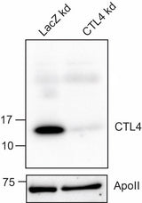 Anti-African malaria mosquito CTL4 Antibody Boster Bio