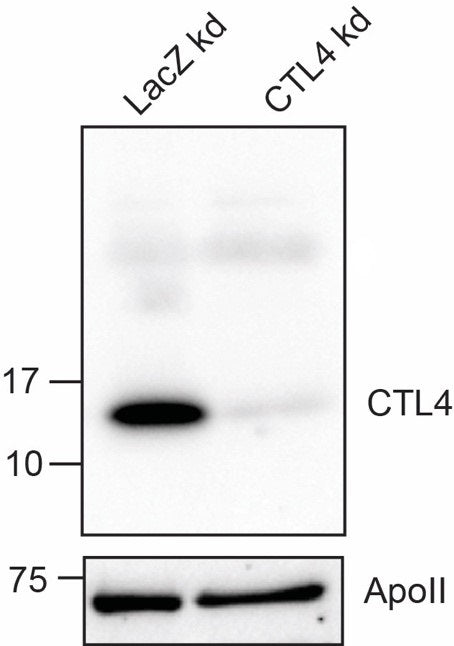 Anti-African malaria mosquito CTL4 Antibody Boster Bio