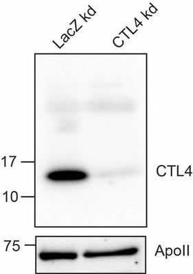 Anti-African malaria mosquito CTL4 Antibody Boster Bio