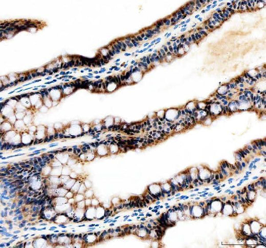 Anti-Zebrafish Tfap2a Antibody Boster Bio