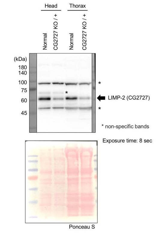Anti-Fruit fly emp Antibody Boster Bio