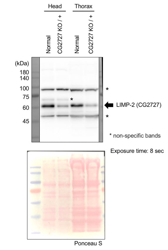 Anti-Fruit fly emp Antibody Boster Bio