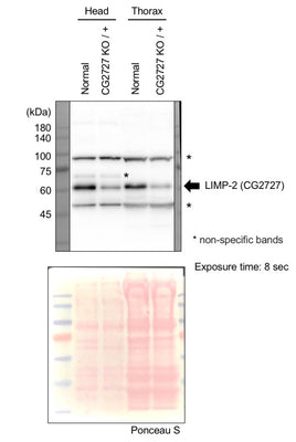 Anti-Fruit fly emp Antibody Boster Bio