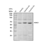 Anti-Zebrafish kmo Antibody Boster Bio