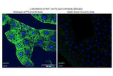 Anti-Fruit fly Gpdh1 Antibody Boster Bio