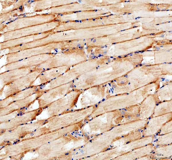Anti-Zebrafish Myomaker Antibody Boster Bio
