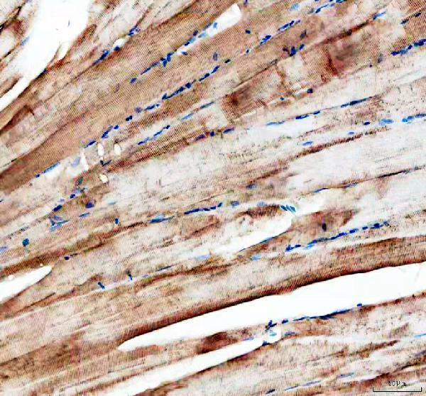 Anti-Zebrafish Myomixer Antibody Boster Bio