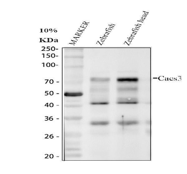 Anti-Zebrafish Casc3 Antibody Boster Bio