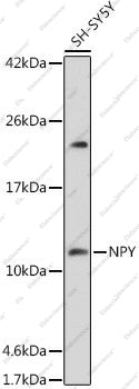 Elabscience E-AB-93379 NPY validation image 1