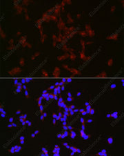 Elabscience E-AB-93379 NPY validation image 3
