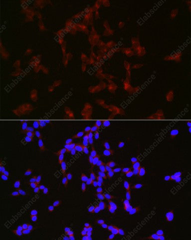 Elabscience E-AB-93379 NPY validation image 3