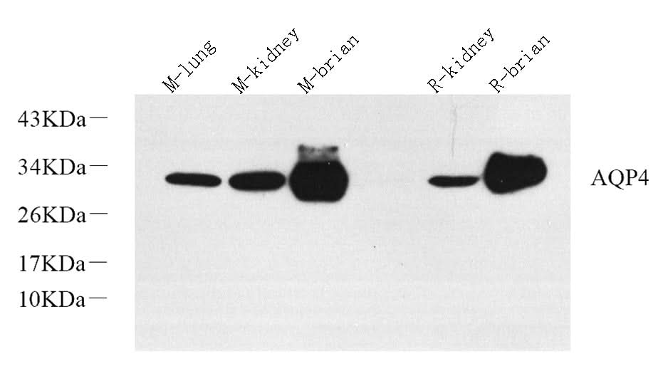 Western Blot analysis of various samples using AQP4 Polyclonal Antibody at dilution of 1:800.