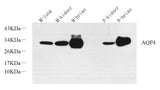 Western Blot analysis of various samples using AQP4 Polyclonal Antibody at dilution of 1:800.