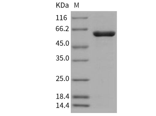 > 90 % as determined by reducing SDS-PAGE.