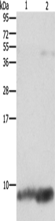 Anti-Human/Mouse/Rat FXYD1 Antibody - ABMIUM