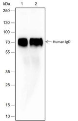 Anti-Human Human IgD Antibody [A258]