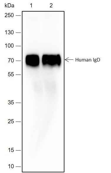 Anti-Human Human IgD Antibody [A258]
