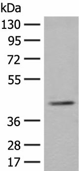 Western blot analysis of K562 cell lysate using ERGIC3 Polyclonal Antibody at dilution of 1:400