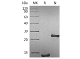> 95 % as determined by reducing SDS-PAGE.