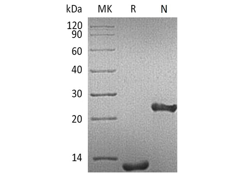 > 95 % as determined by reducing SDS-PAGE.