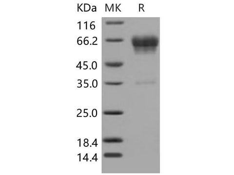 > 94 % as determined by reducing SDS-PAGE.