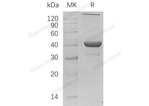 > 80 % as determined by reducing SDS-PAGE.