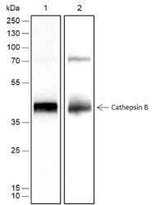 Anti-Human Cathepsin B Antibody [A464]