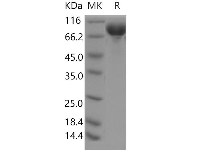 > 95 % as determined by reducing SDS-PAGE.