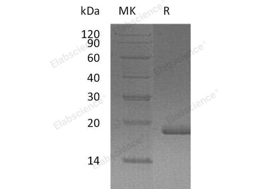 > 95 % as determined by reducing SDS-PAGE.