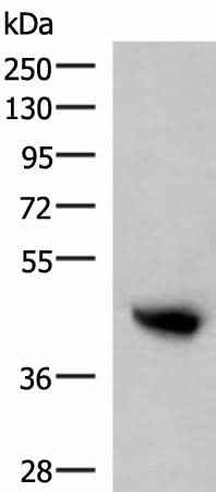 Anti-Human KIR2DL5A Antibody