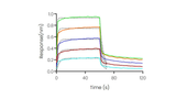 Loaded Recombinant Human CD32B/Fcgr2b Protein, His Tag (Cat: PKSH031726) on His1K Biosensor, can bind Rituximab with an affinity constant of 1.13 μM as determined in BLI assay (Sartorius Octet RED384) .