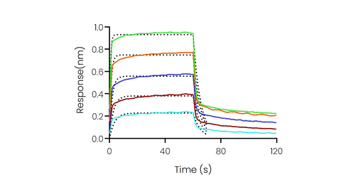 Loaded Recombinant Human CD32B/Fcgr2b Protein, His Tag (Cat: PKSH031726) on His1K Biosensor, can bind Rituximab with an affinity constant of 1.13 μM as determined in BLI assay (Sartorius Octet RED384) .