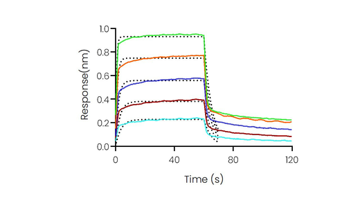 Loaded Recombinant Human CD32B/Fcgr2b Protein, His Tag (Cat: PKSH031726) on His1K Biosensor, can bind Rituximab with an affinity constant of 1.13 μM as determined in BLI assay (Sartorius Octet RED384) .