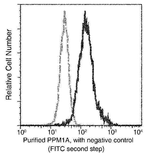 Anti-Human PPM1A Antibody [A981] - ABMIUM
