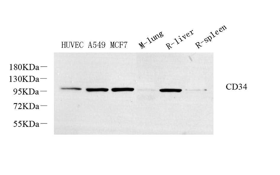 Western Blot analysis of various samples using CD34 Polyclonal Antibody at dilution of 1:800.