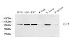 Western Blot analysis of various samples using CD34 Polyclonal Antibody at dilution of 1:800.
