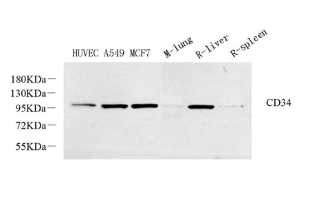 Western Blot analysis of various samples using CD34 Polyclonal Antibody at dilution of 1:800.