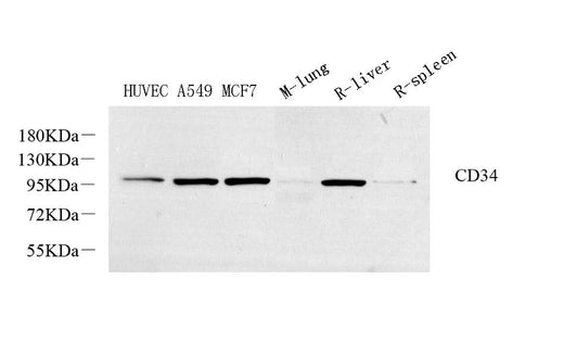 Western Blot analysis of various samples using CD34 Polyclonal Antibody at dilution of 1:800.