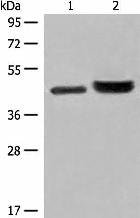 Western blot analysis of 231 cell and Human fetal liver tissue lysates using INPP1 Polyclonal Antibody at dilution of 1:500