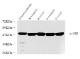 Western Blot analysis of various samples using ACTA2 Polyclonal Antibody at dilution of 1:2000.