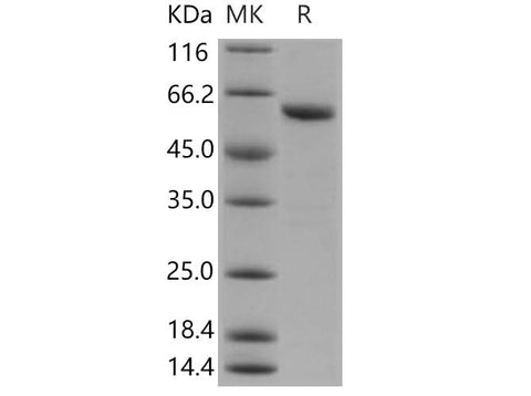 > 90 % as determined by reducing SDS-PAGE.