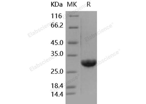 > 95 % as determined by reducing SDS-PAGE.