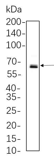 Anti-Human/Mouse/Rat/Chicken NF-κB p65 Antibody [B1095] - ABMIUM