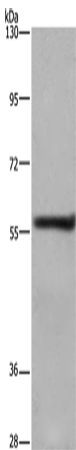 Anti-Human/Mouse/Rat FRK Antibody - ABMIUM