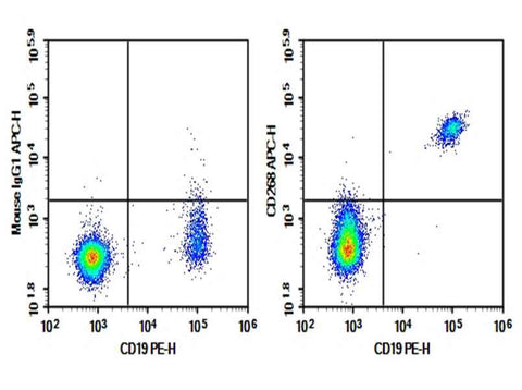 Anti-Human CD268 Antibody [11C1] - ABMIUM