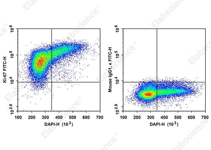Anti-Human Ki-67 Antibody [3B7] - ABMIUM